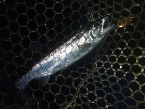 「平谷湖FS」意外な方と友釣り    その１