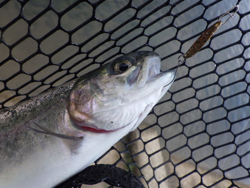 「北方ます釣り場」放流失敗、移動して活路を見いだせ　その２