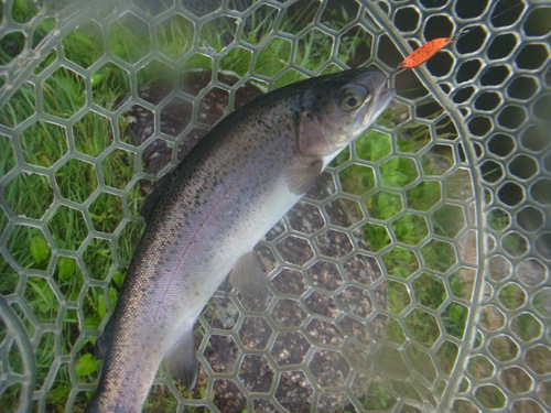 「平谷湖FS」激シブだけど釣るパターンを見つけろ　その２