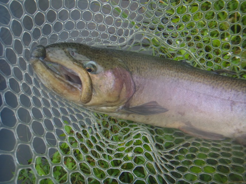 「平谷湖FS」激シブだけど釣るパターンを見つけろ　その２