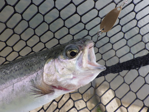 「北方ます釣り場」絶好調になってきました　その３