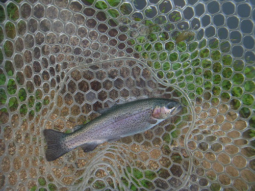 「平谷湖FS」激シブだけど釣るパターンを見つけろ　その２