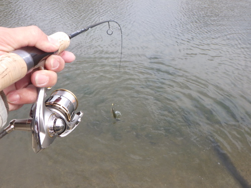 「北方ます釣り場」絶好調になってきました　その３