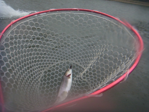 「瑞浪FP」初釣行ピンピン　その４