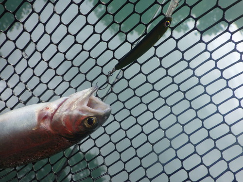 「醒ヶ井養鱒場」超久しぶり釣行2　その2