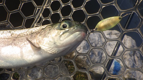 「サンクチュアリ」超久しぶり釣行　その１