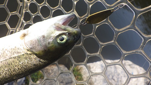 「サンクチュアリ」超久しぶり釣行　その１