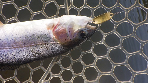 「サンクチュアリ」超久しぶり釣行　その１