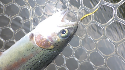 「サンクチュアリ」超久しぶり釣行　その4