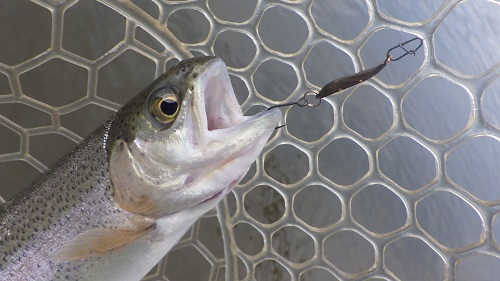 「サンクチュアリ」超久しぶり釣行　その4