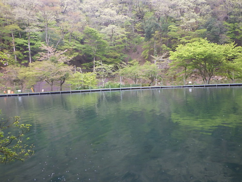 「醒ヶ井養鱒場」大会後、雨の平日    その２