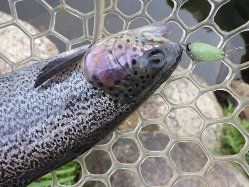 「平谷湖FS」今年初、ピーチでワッショイ   その１