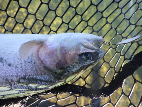 「北方ます釣り場」いろんな釣り座を回ってみた　その２