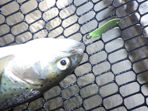 「北方ます釣り場」最近の状況を考察　最終話