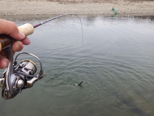 「北方ます釣り場」最近の状況を考察part2　最終話