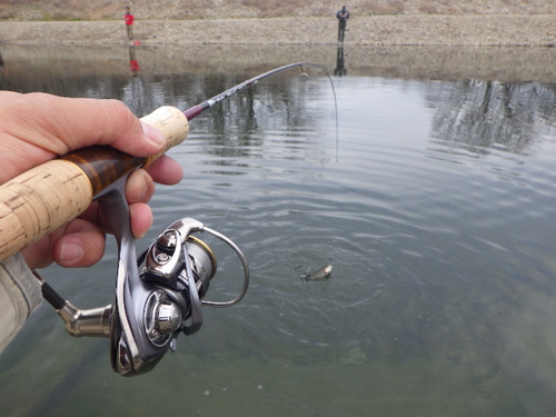 「北方ます釣り場」最近の状況を考察part2　最終話