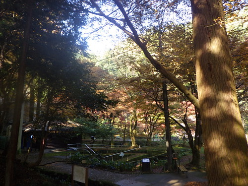｢醒ヶ井養鱒場｣紅葉が綺麗でした釣行　その１