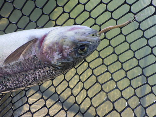 「北方ます釣り場」あれっ！？どうしちゃったの、何か変だぞ　その３