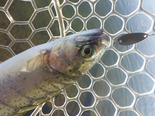 misson「北方ます釣り場」を攻略せよ その１