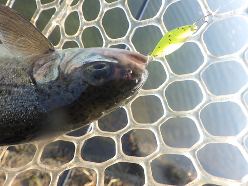 misson「北方ます釣り場」を攻略せよ その１