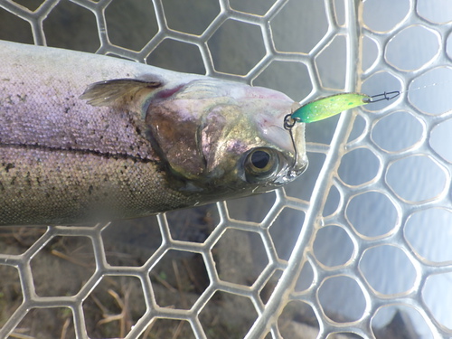 misson「北方ます釣り場」を攻略せよ その2