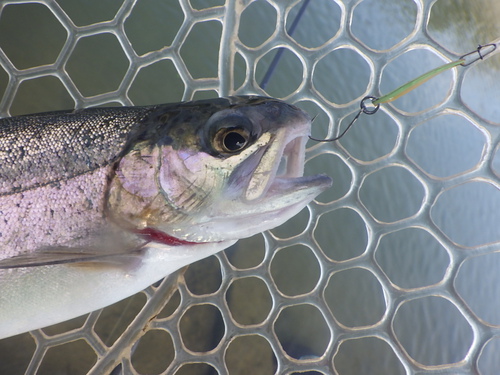 misson「北方ます釣り場」を攻略せよ その4