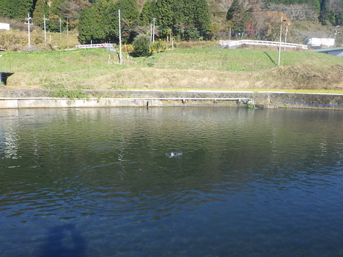 初釣行！「須川フィッシングパーク」にいってきました　その2