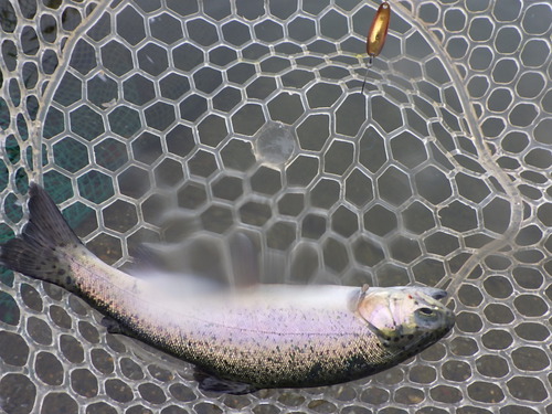 東海発！AREA TROUT LIFE season2:「北方ます釣り場」フォレストULTIMA‐BLIND‐実釣 その１