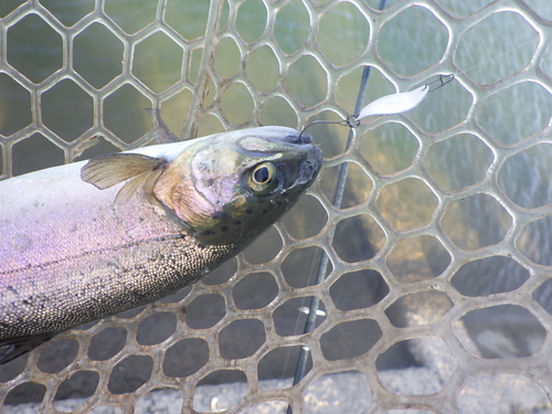 「北方ます釣り場」最近の状況を楽しむ　その３