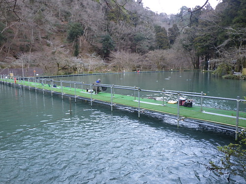 ｢醒ヶ井養鱒場｣正月休み明けの平日釣行　その３