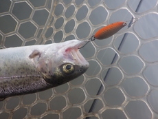 「ANGLERS FISHING in NAGARA」釣行記　その3 2024/02/18 22:24:40