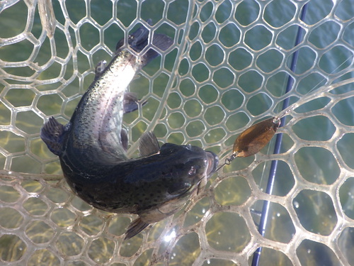 「北方ます釣り場」強風の中、釣る方法　その２