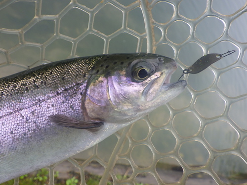 「鱒蔵」GW休み釣行　その１