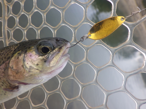 「北方ます釣り場」最近の様子はどうかな　その１