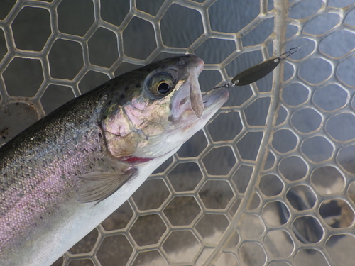 「北方ます釣り場」ミッキスカップに参加　その２