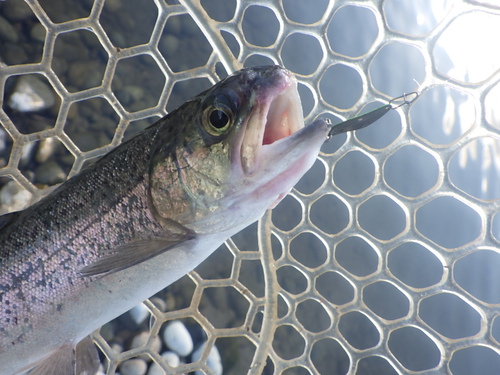 「北方ます釣り場」2024年北方カラー実釣＆年末釣り納め釣行　その2