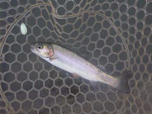 「北方ます釣り場」こんな日もありますね