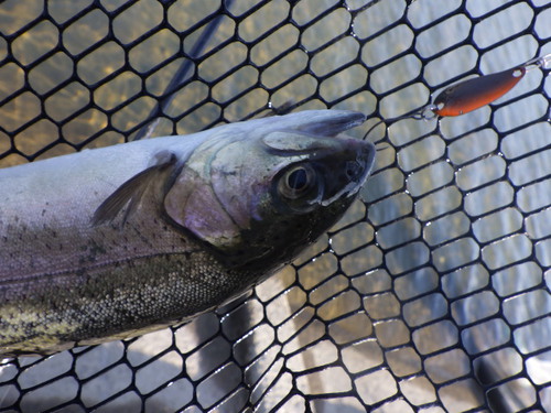 「北方ます釣り場」最近の状況はどうかな？