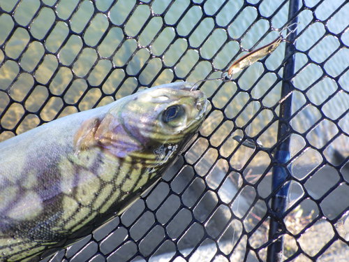 「北方ます釣り場」最近の状況はどうかな？