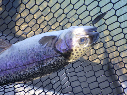 「北方ます釣り場」最近の状況はどうかな？