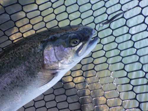 「北方ます釣り場」最近の状況はどうかな？