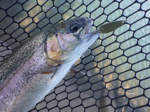 「北方ます釣り場」最近の状況はどうかな？