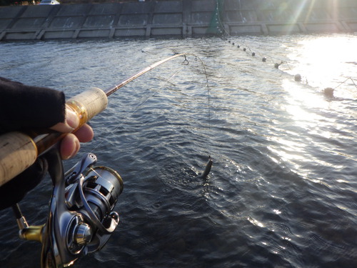 「北方ます釣り場」最近の状況はどうかな？