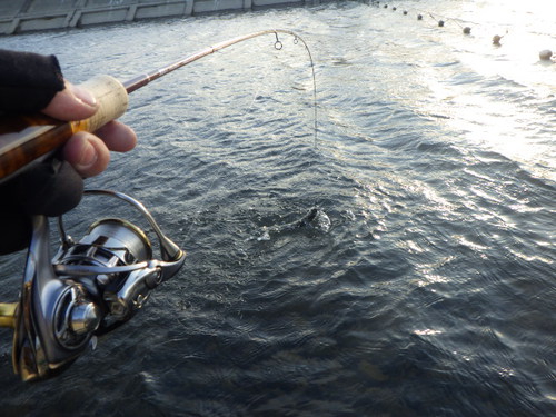 「北方ます釣り場」最近の状況はどうかな？