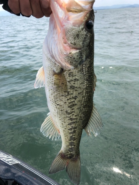 最近の釣りまとめて 最近の釣りまとめて