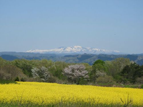 たまには花もね