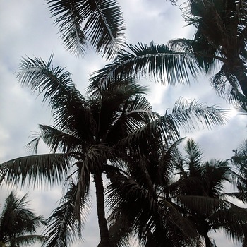 キャンプ場内の椰子の木