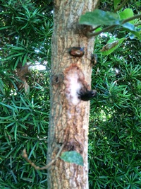 今日はカブトムシ 2015/07/30 06:09:14