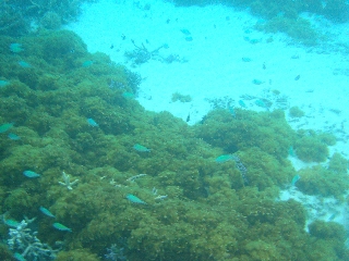 ちょこっと慶良間諸島&那覇♪