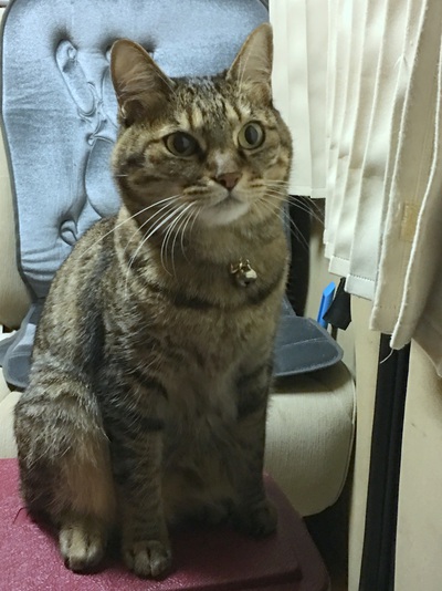 軟弱キャンパーは降らぬと信じてシゾーカに…